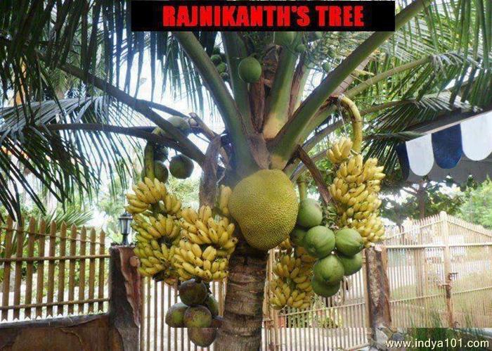 Rajnikanth''s Tree