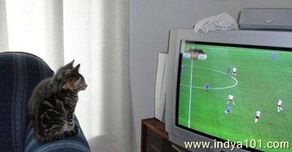Cats watching football