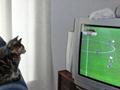 Cats watching football