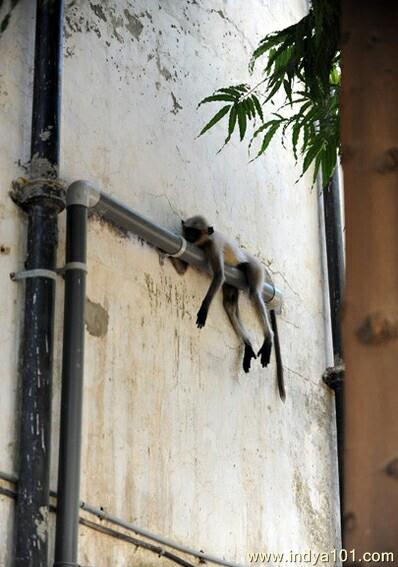 Resting Monkey Funny India