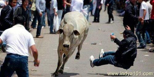 Funny Indian Cow