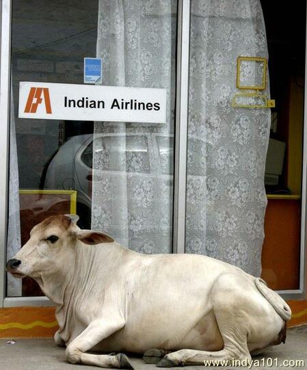 funny indian airlines