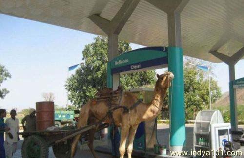 Indian funny Camel at petrol