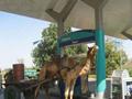 Indian funny Camel at petrol