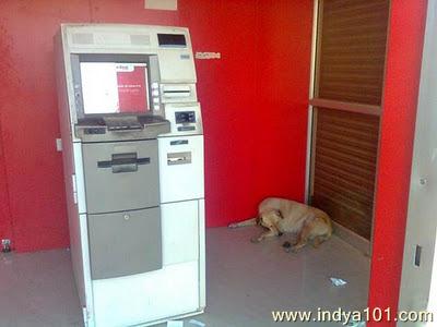 Dog at ATM Center