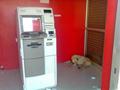 Dog at ATM Center