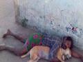 Sleeping with dog in street