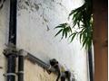Resting Monkey Funny India