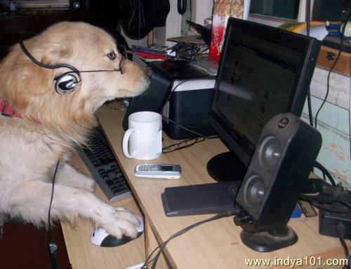 funny dog pictures