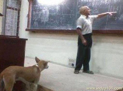 Dog in Class Room