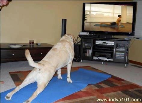 Funny dog exercising yoga watching