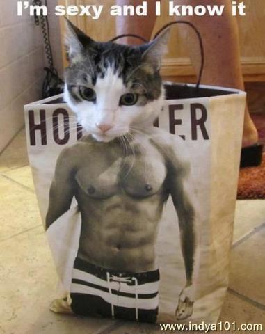 Six pack cat