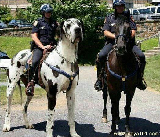 police new riding