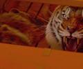 Life of Pi movie stills