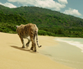 Life of Pi movie stills